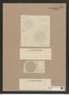 Coscinodiscus moelleri A. Schm. (de-Toni-Nr.: Genus 202, Species 4887) Zeichnungen Sammlung Grunow Nr. 8648 (NHMW-BOT-W0378050)